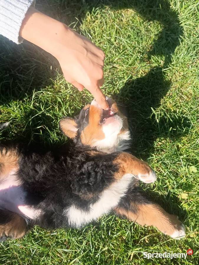 Berneński Pies Pasterski Miechów