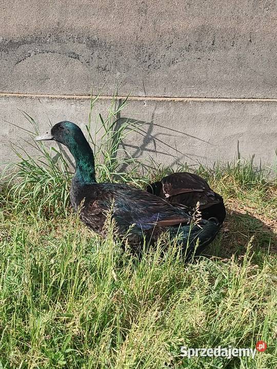 Kaczki kaczory Cayuga kajuga Ptaki Pajęczno sprzedam