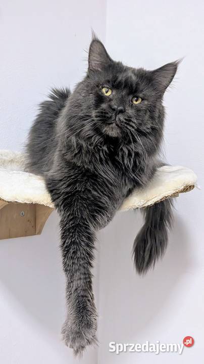 Reproduktor Maine Coon blue solid Zapraszamy Pszczyna