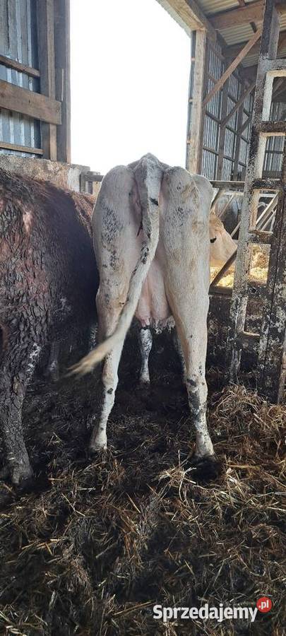 Jałówka wysokocielna Barnowiec sprzedam
