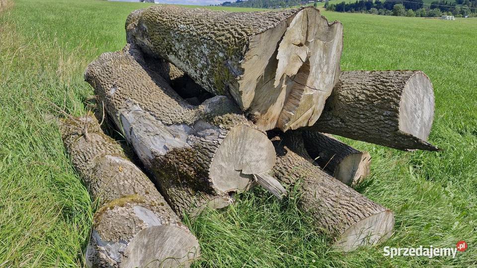 Drzwo w klockach Jesion Maruszyna sprzedam