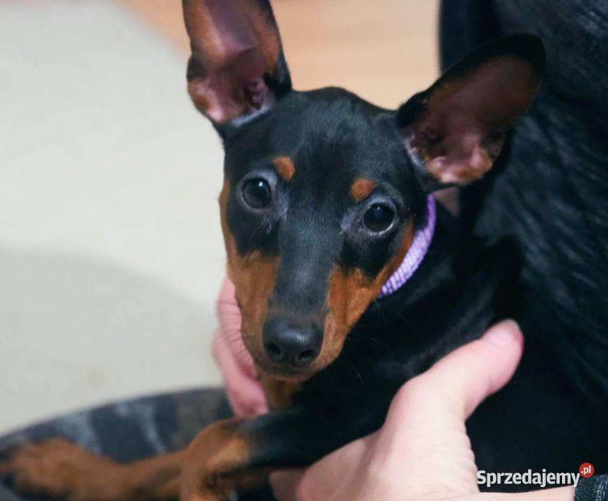 Pinczer miniaturowy ZKwP FCI przebadane bogata lubelskie Chełm