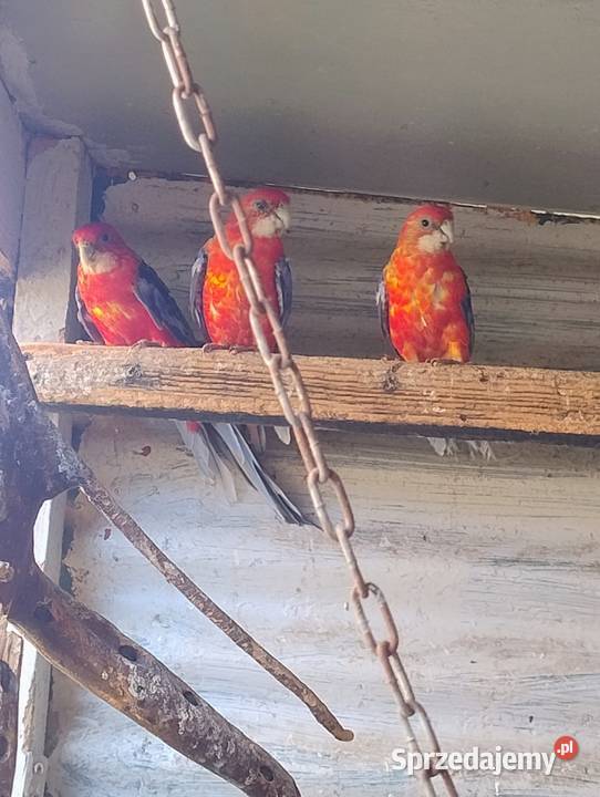 Ptaki 24 i 25 małopolskie Łysa Góra