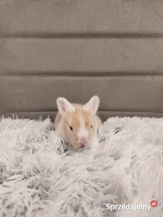 Króliczki miniaturki Dąbrowa Górnicza