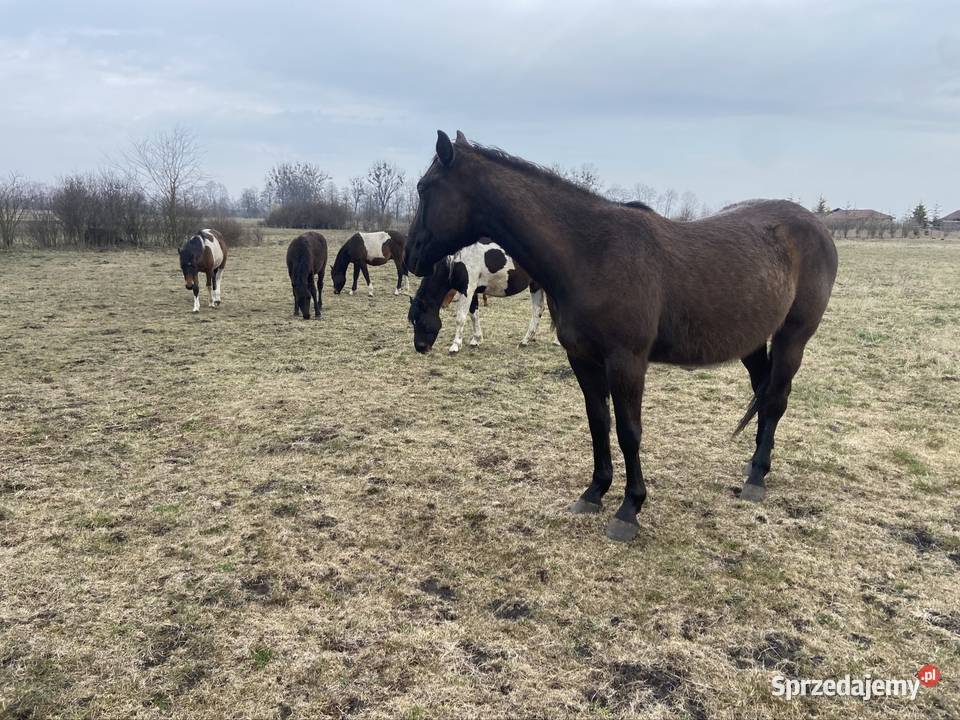Wałach Iwar APH APALLOUS Konie Zamość
