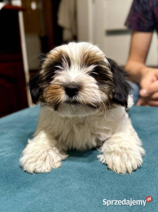 York terrier biewer Sieradz sprzedam