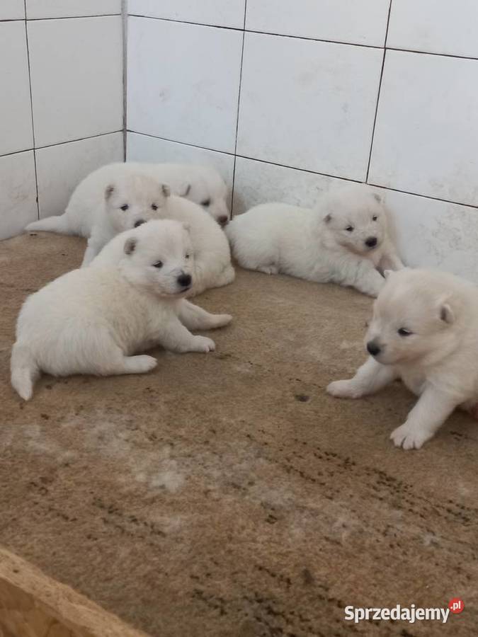 Szczenięta Samoyed łódzkie Pabianice sprzedam