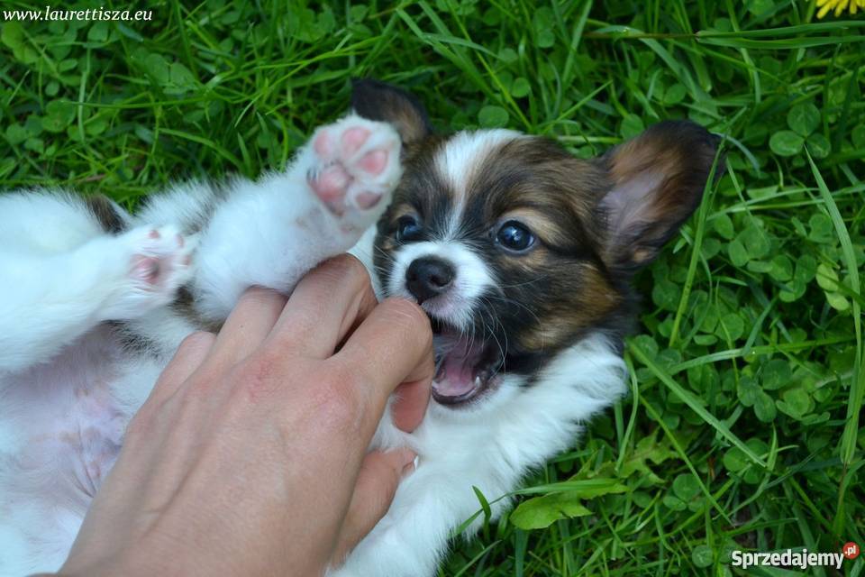 śliczny PAPILLON Spaniel Miniaturowy szczeniak Pionki