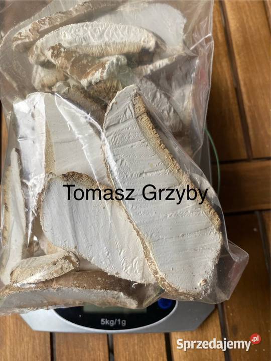 Białoporek brzozowy Fomitopsis betulina Warszawa