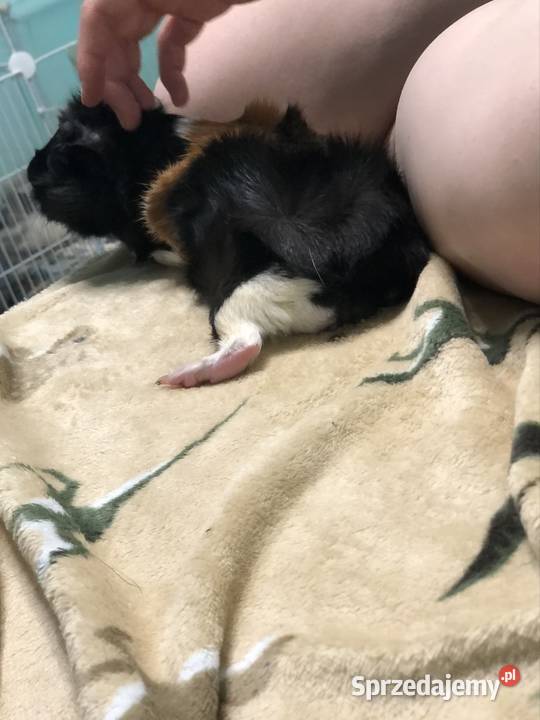 Petsitter opiekna Twojego pupila usługi dla zwierząt