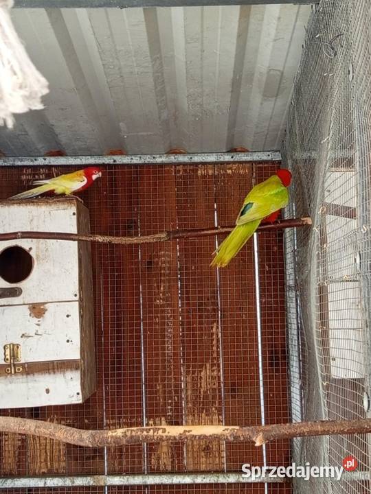 Papuga Królewska Grudziądz