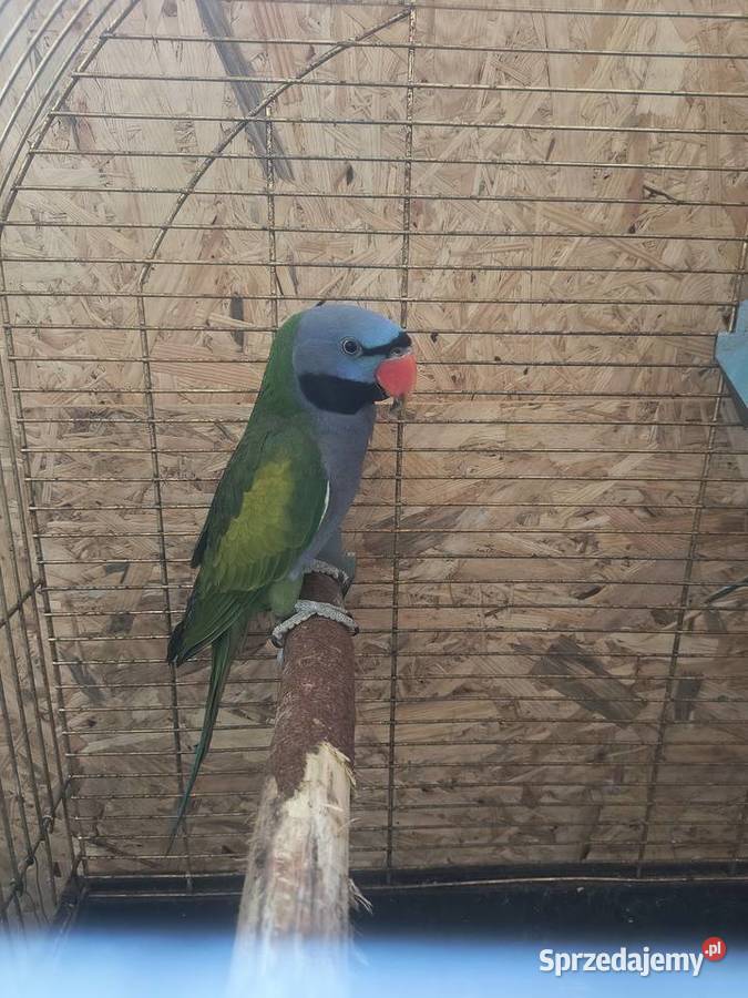 Papugi różnych gatunków Jaworowa