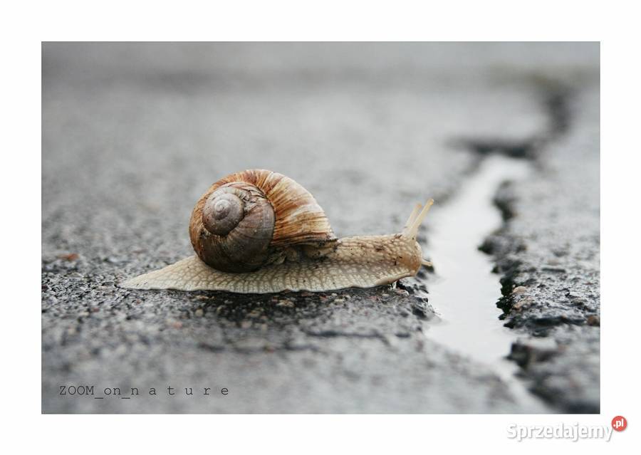 ZDJĘCIA przyrodnicze czI Witnica