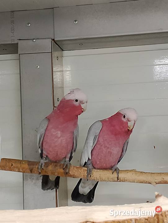 Kakadu różowe para Strzeleczki sprzedam