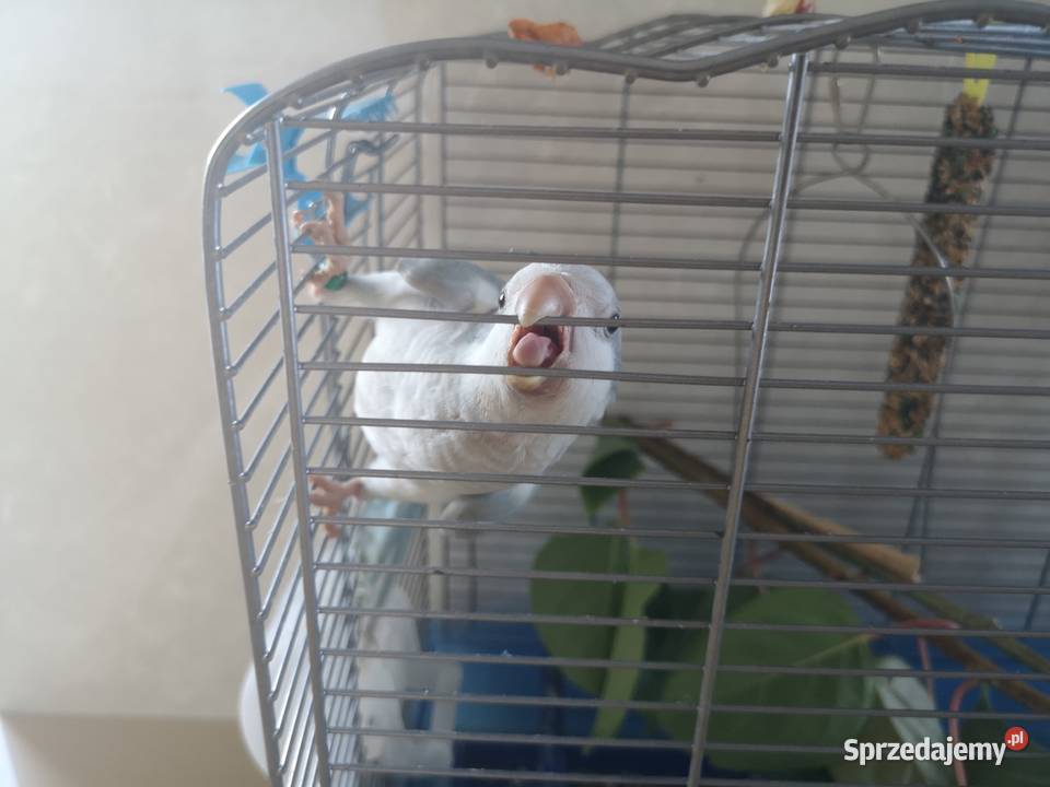 Papuga Blue nicromus nizinny z klatką