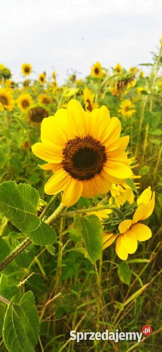 Sloneczniki Rośliny pastewne Książ Wielki