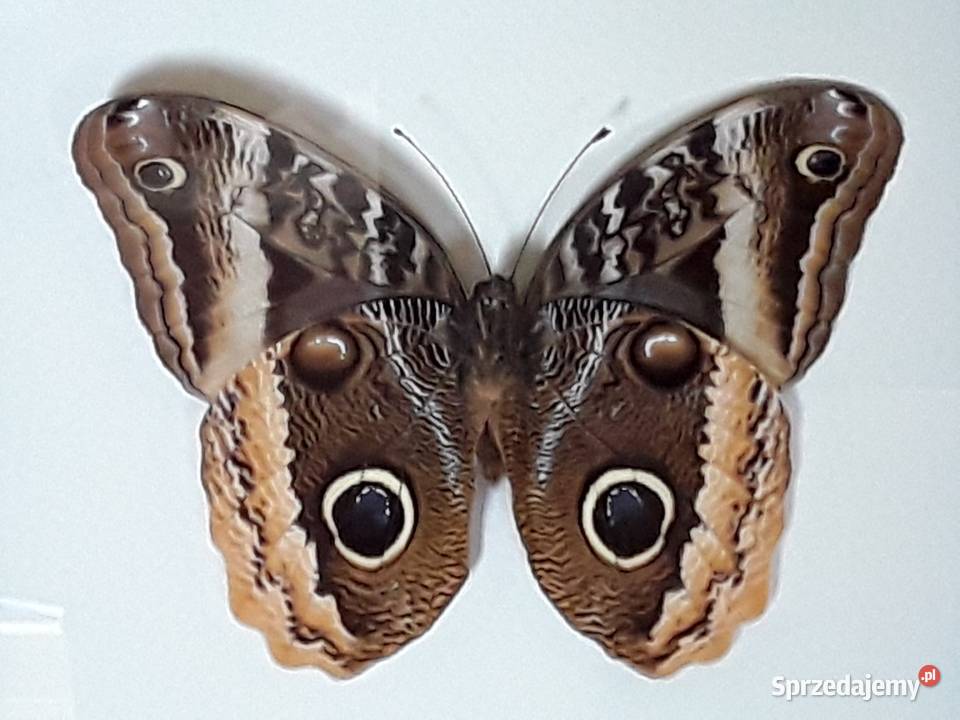 Motyl w ramce gablotce 20x18 Caligo uranus Pozostałe Szczecin sprzedam