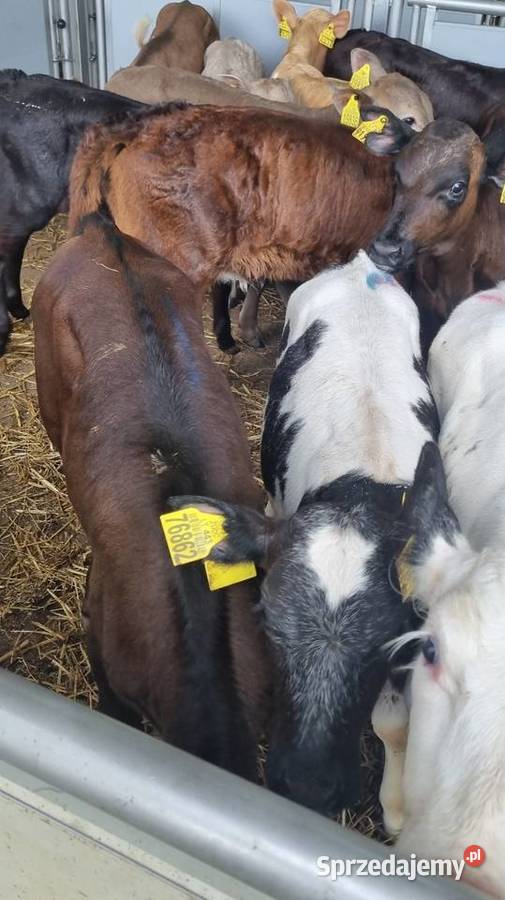 Byczki Jalowki Mięsne mazowieckie