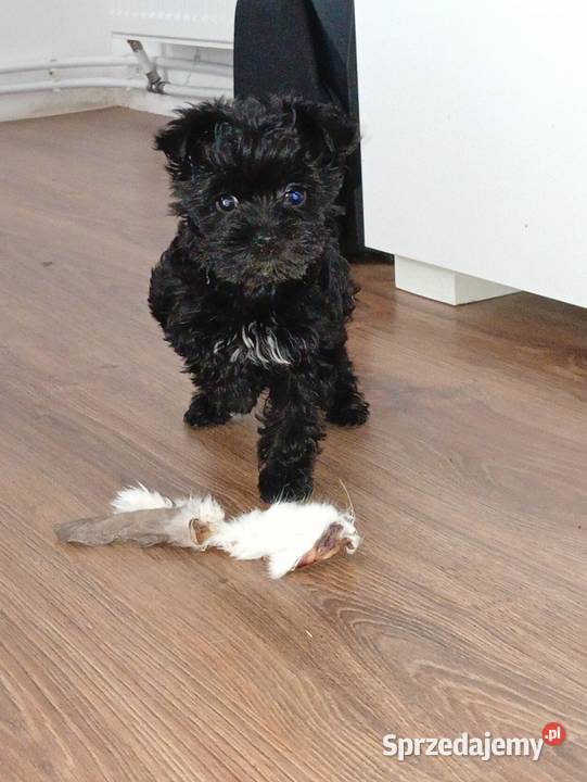 Yorkshire Terrier Black