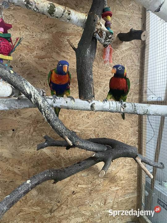 Lorysy para ręcznie karmione Lubliniec