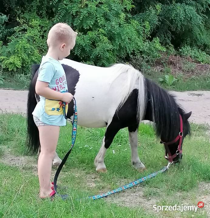 Kucyk klacz Falęcice