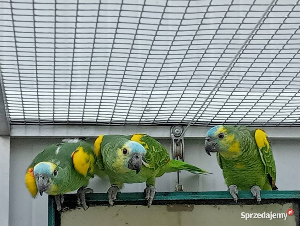 Amazonki niebieskoczelne xanthopteryx małopolskie Dobczyce