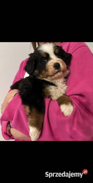 Berneński pies pasterski Radom