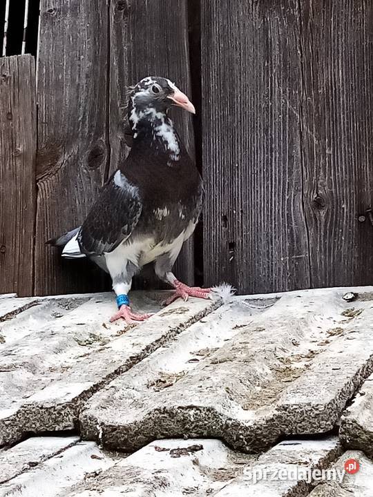 Mulemansy sprzedam parę młodych Zakliczyn