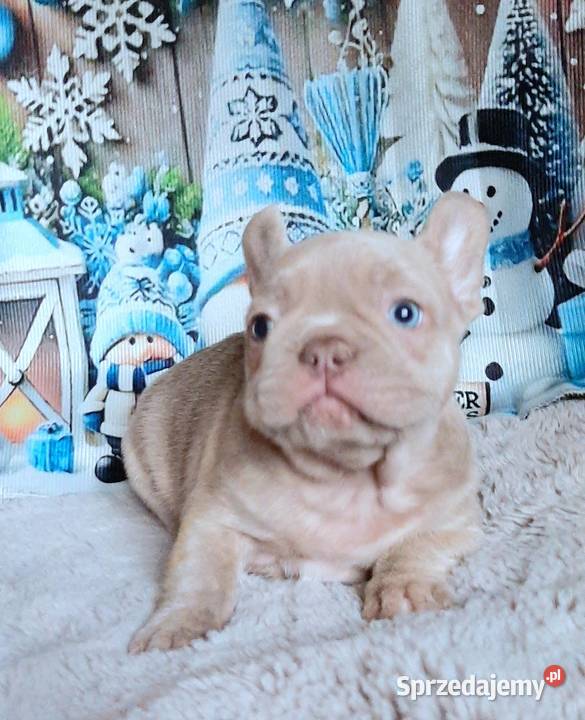 Buldog francuski chlopak isabela Buldog łódzkie Pabianice