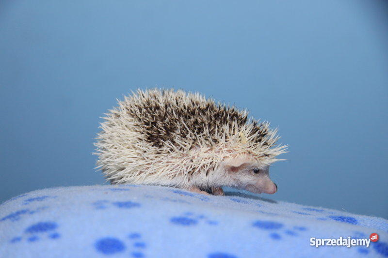 JEŻ PIGMEJSKI białobrzuchy oswojone hodowlane je Pozostałe dolnośląskie Lubin