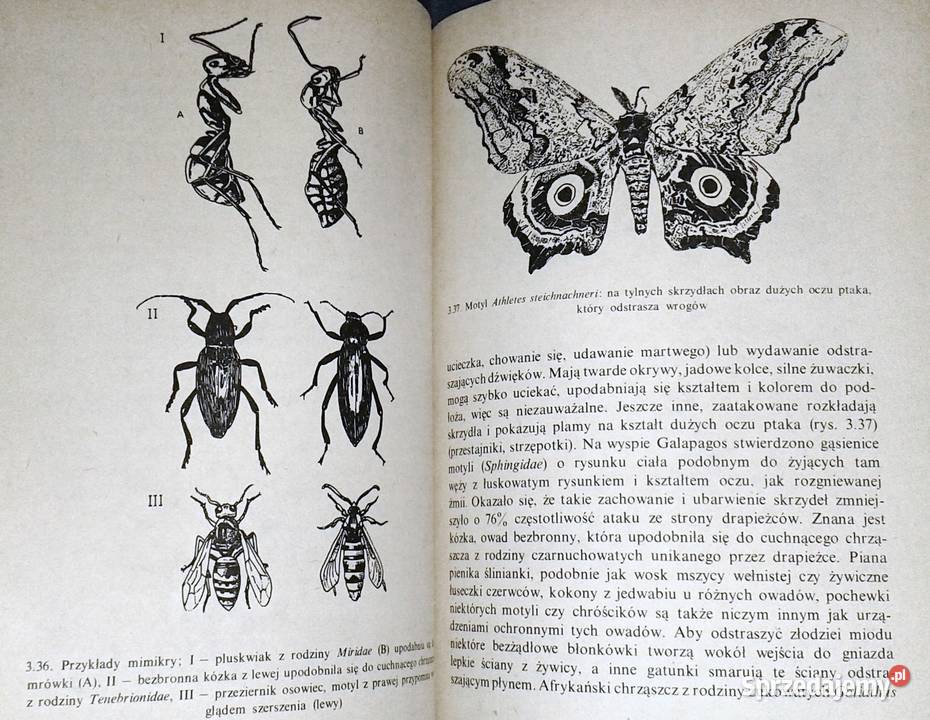 Owady i ludzie Jan Boczek lubelskie Chełm