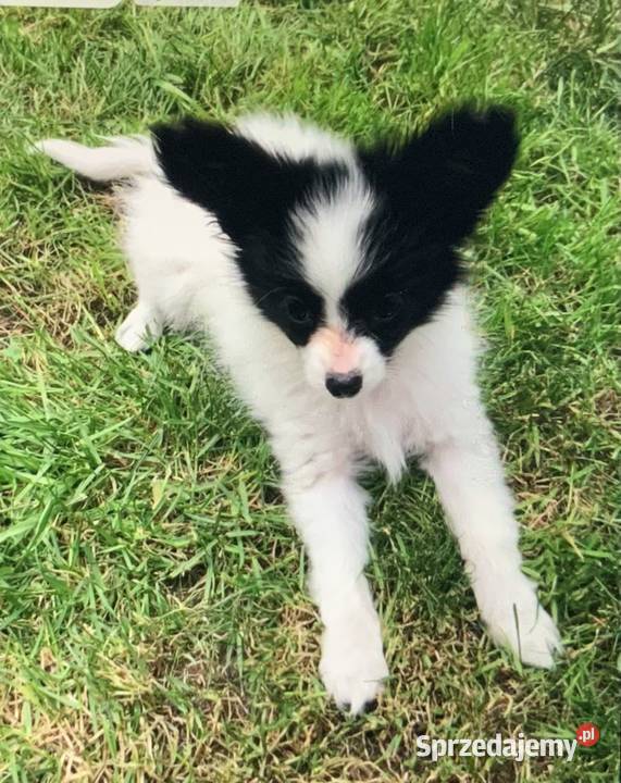 Papillon Spaniel kontynentalny Warszawa sprzedam