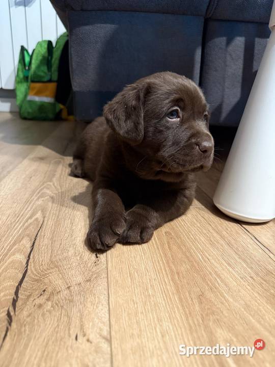 Pieski i suczki Labradora Retriever czarnego małopolskie sprzedam