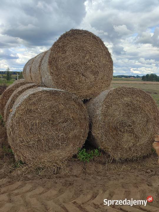 Słoma jęczmienna mazowieckie Ojrzeń sprzedam