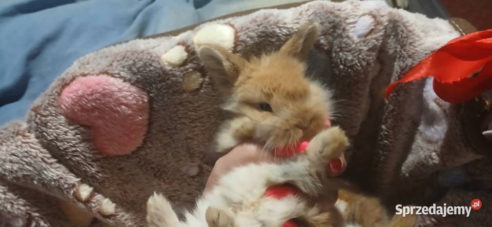 Mini lop króliczki Radzymin