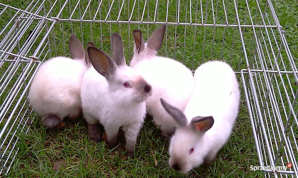 Króliki Kalifornijskie Lednogóra sprzedam