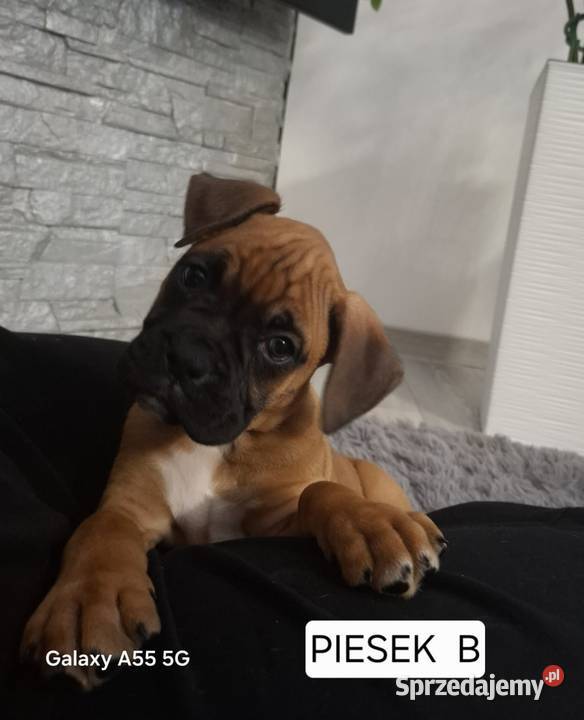 Szczeniaki Bokser Baszyny sprzedam
