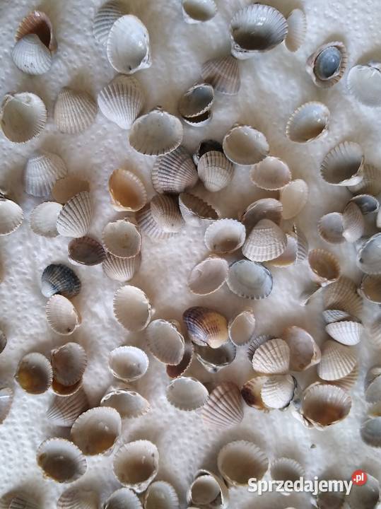 Muszle muszelki naturalne 100 g Gdańsk