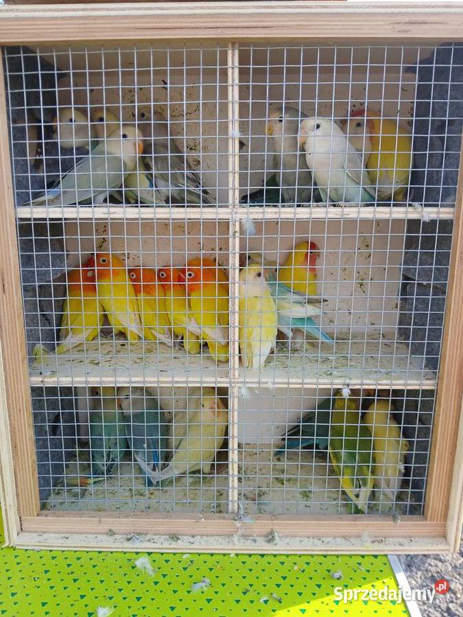 Papugi nierozłączki Kuczki-Kolonia