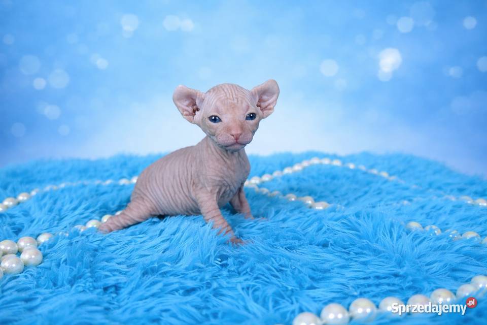 Sfinks kanadyjsky Grodzisk Mazowiecki