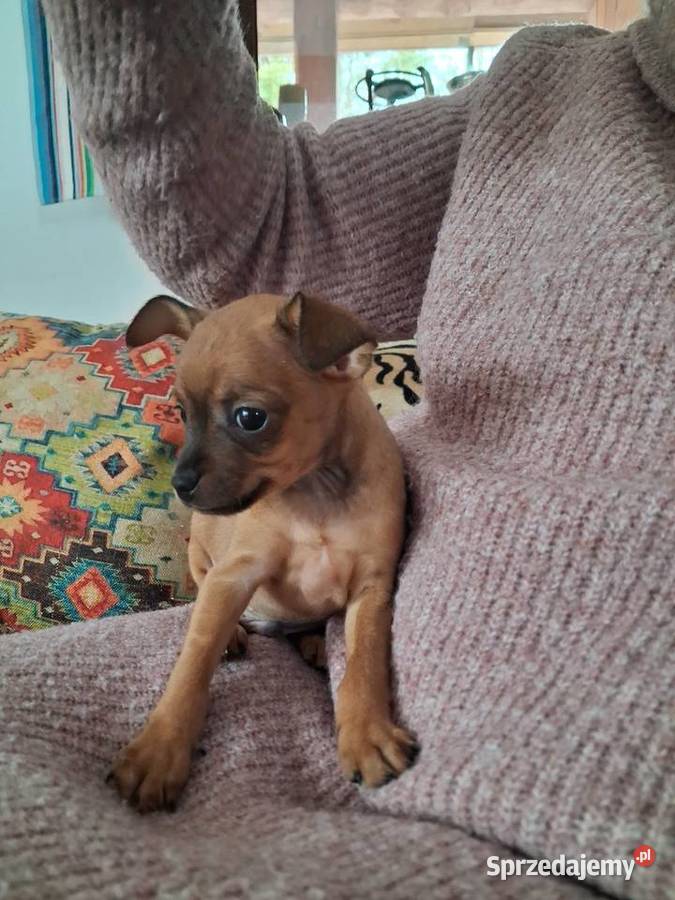 Toy rosyjski krótkowłosy Orzysz sprzedam