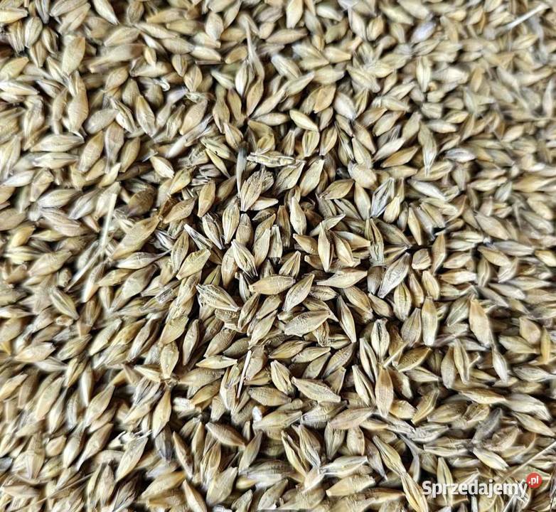 Jęczmień Jarywiosenny Pozostałe opolskie Cieciułów