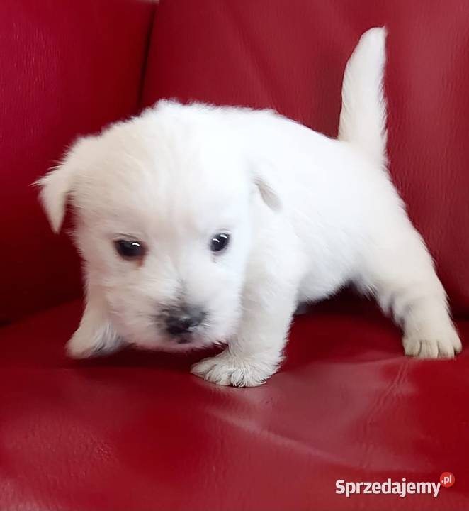 West highland white terrier suczka westi zkwp Zwierzęta łódzkie