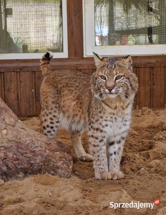 Bobcat Ryś rudy Lynx Rufus Siedlce