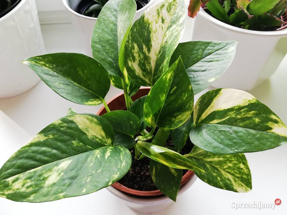 Scindapsus Epipremnum Aureum złociste złote w Szczecin