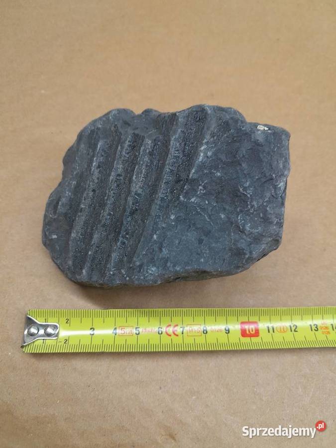 Skamieniałość rośliny Tomaszów Mazowiecki sprzedam