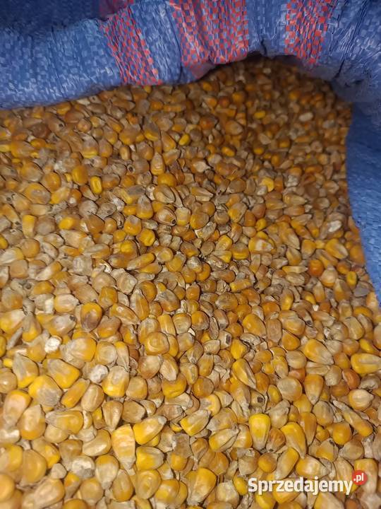 Kukurydza sucha i mielona Przenzyto przenica Łuków sprzedam