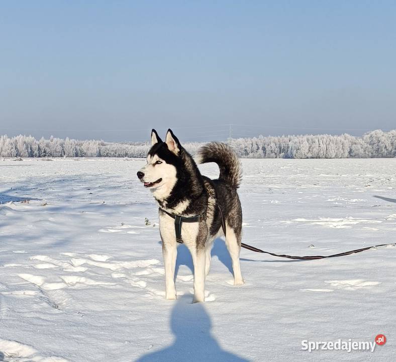 Zapowiedź miotu szczeniaczków Siberian husky z łódzkie Krośniewice sprzedam