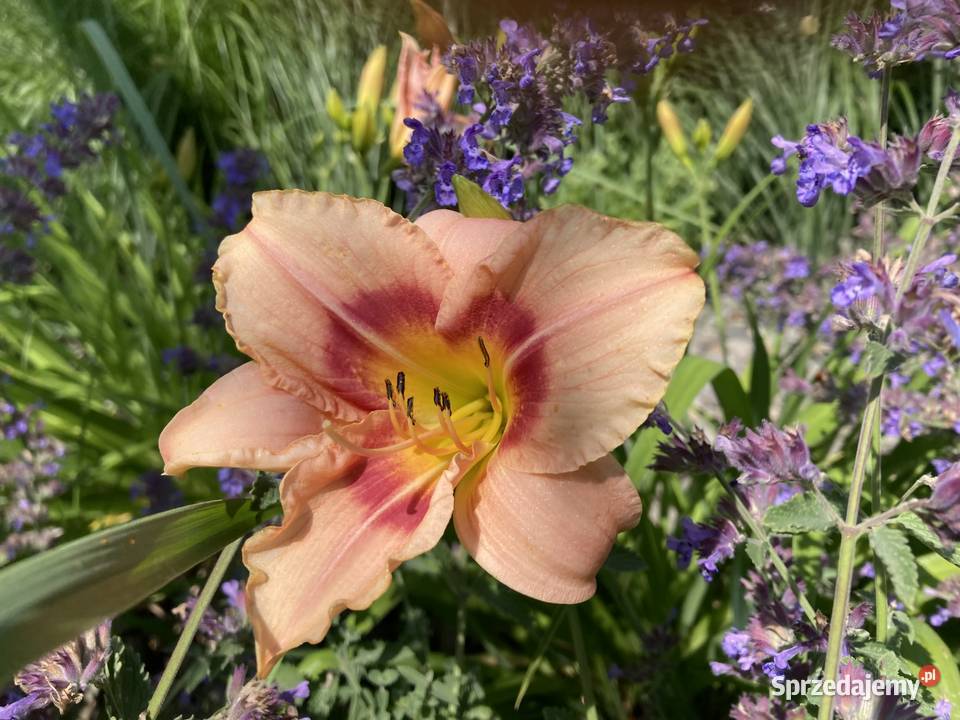 Liliowiec Mix Kolorów Lublin sprzedam