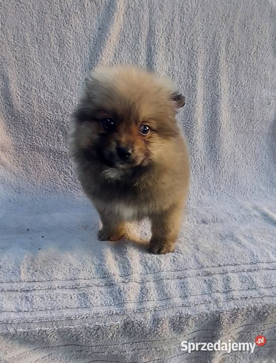 Szpic miniaturowy szczeniak Szpic miniaturowy Psy sprzedam